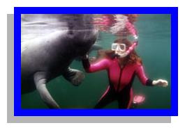 Snorkeler Interacting with Manatee