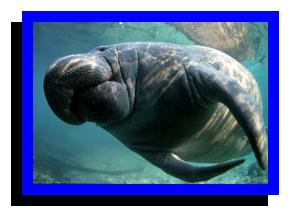 Manatee at 3 Sisters Spring
