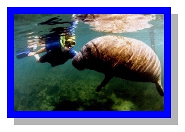 Snorkeler interacting with Manatee